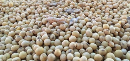 Soja se aproxima de máxima de 7 anos em meio a temor com safra da Am S