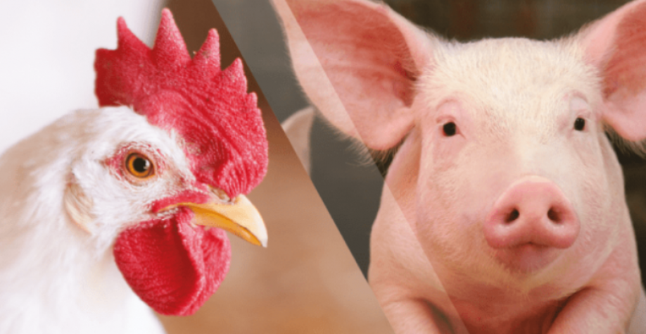 Paraná se consolida como principal produtor de proteína de frango e suína 