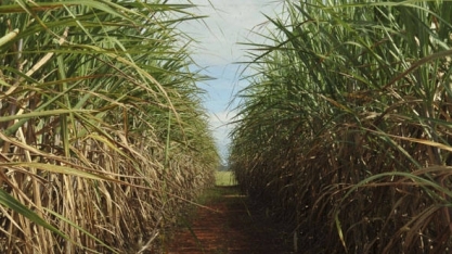 Conab adia levantamentos sobre cana por disparada da Covid-19 