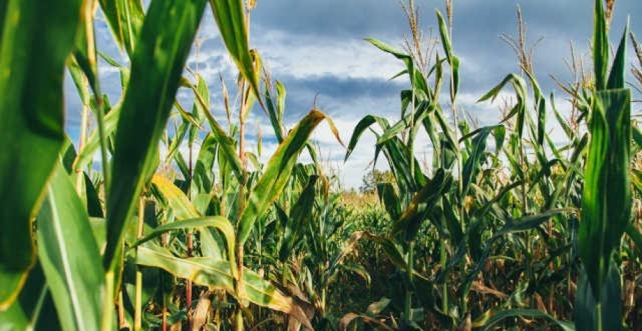 Ministra vê chuvas como preocupação para plantio da 2ª safra de milho