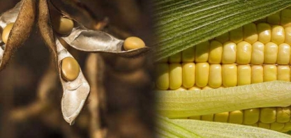 Milho e soja:Alta em Chicago diante de clima desfavorável na América do Sul