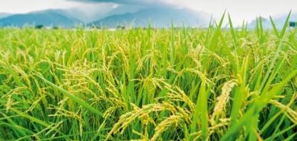 Com queda, safra de arroz será suficiente para abastecer mercado interno