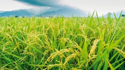 Com queda, safra de arroz será suficiente para abastecer mercado interno