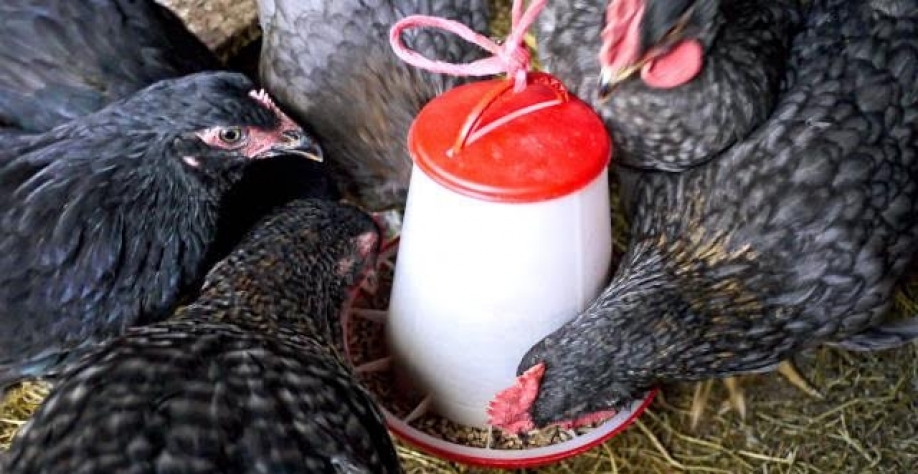 Produtor de frango ganha poder de compra em relação ao farelo de soja