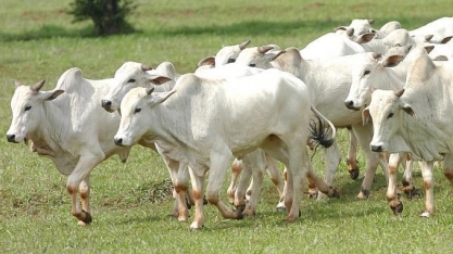 China aceitando carne de boi mais velho? Só os frigoríficos têm a resposta