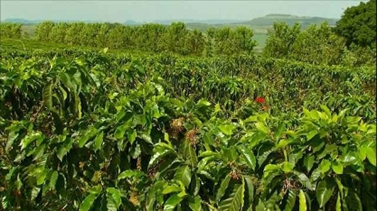 Café arábica e robusta fecham em queda na ICE
