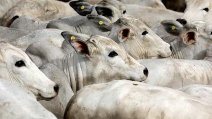 Frigoríficos dos EUA elevam capacidade de abate com boas margens  