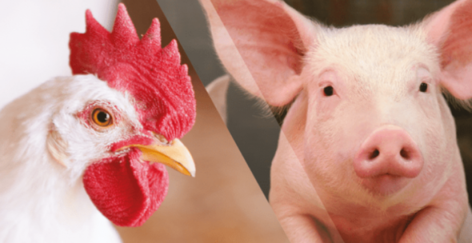 Setor de aves e suínos preocupado com custos elevados e retração de mercado