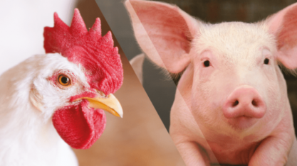 Setor de aves e suínos preocupado com custos elevados e retração de mercado