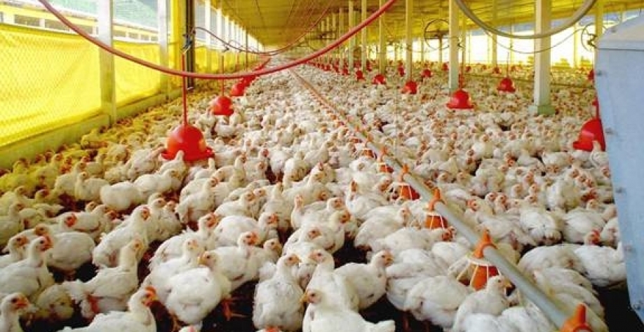 Alto preço do milho reduz uso de ração para aves no Brasil 