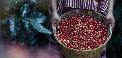 Café arábica fechou em alta de 1% na ICE