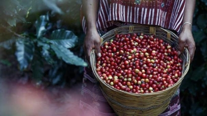 Café arábica fechou em alta de 1% na ICE
