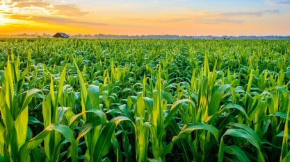 EUA: Agricultores plantam grande área com milho, apesar de rali da soja