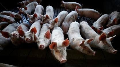 Exportação de carne suína seguirá em nível elevado devido a peste na Ásia