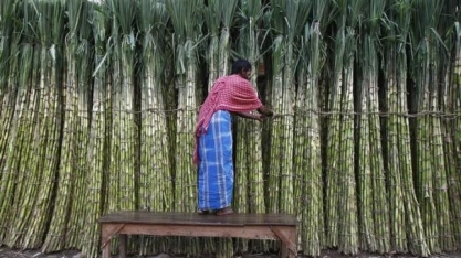 Exportações de açúcar da Índia podem ficar abaixo da meta