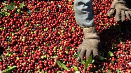 Café arábica avança na ICE com valorização do real       CAFE  ReutersPaulo Whitaker