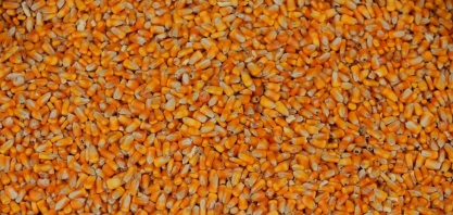 Milho/China: Importações devem cair 46% em 2021,22, diz adido do USDA