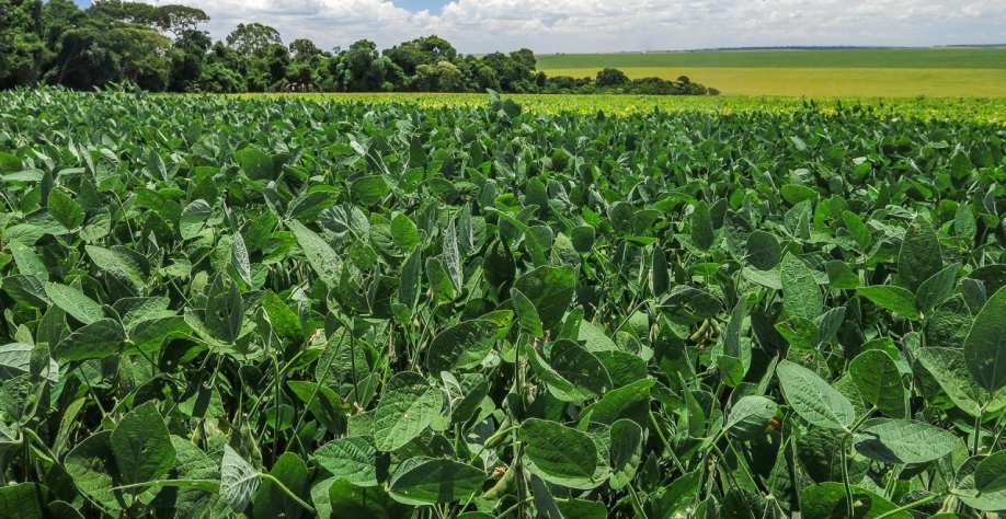 Desempenho da agricultura durante o primeiro ano da Covid-19