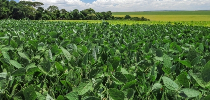 Desempenho da agricultura durante o primeiro ano da Covid-19