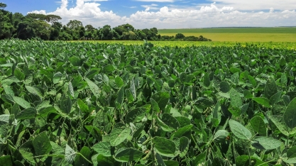 Desempenho da agricultura durante o primeiro ano da Covid-19