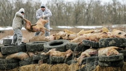 Peste suína africana na Romênia ainda afeta granjas comerciais