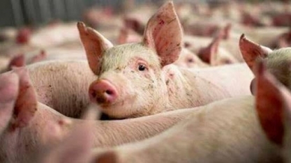 Suínos: Preço do animal vivo e da carne se recupera em abril