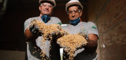 Colheita avança, mas preço do arroz não cede