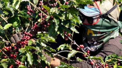 Oferta apertada de café pode durar anos, diz trading Olam