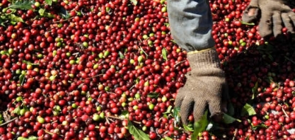 Produção de café da Colômbia avança 30% em março