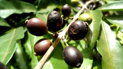 Espécie redescoberta de café promete assegurar o futuro para o cultivo