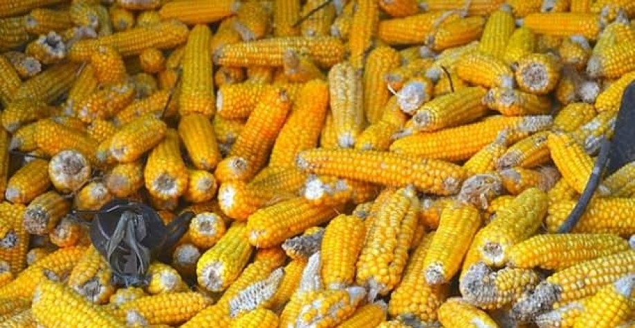 Frango: em 10 anos o avicultor tem o pior poder de compra frente ao milho