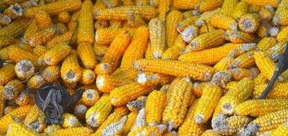 Frango: em 10 anos o avicultor tem o pior poder de compra frente ao milho