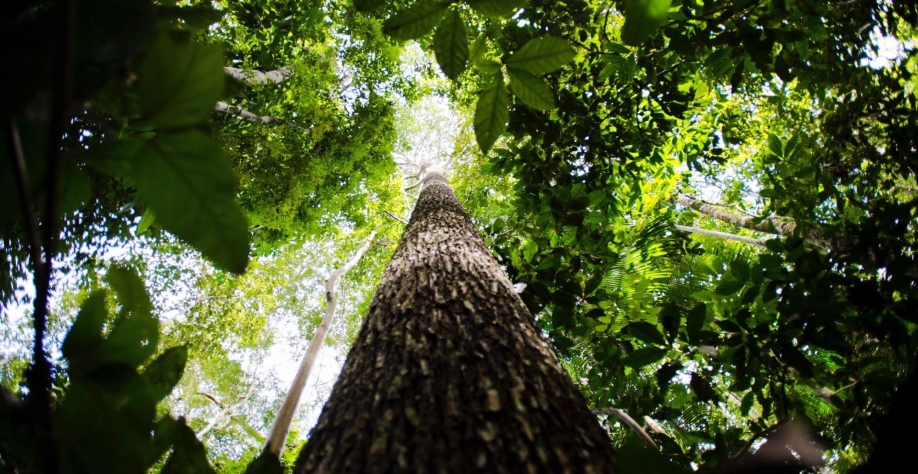 Quem aposta em uma bioeconomia para a Amazônia Brasileira