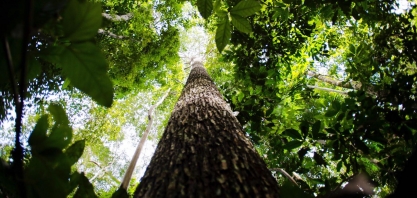 Quem aposta em uma bioeconomia para a Amazônia Brasileira