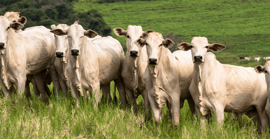 MT: Arroba do boi gordo se valoriza mais de 60% no 1º trimestre