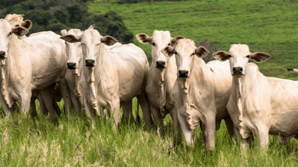 MT: Arroba do boi gordo se valoriza mais de 60% no 1º trimestre