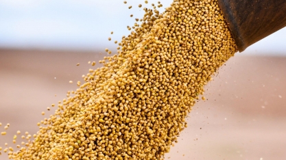 Empresa de carnes Perdue leva 31 mil t de soja do Brasil para os EUA
