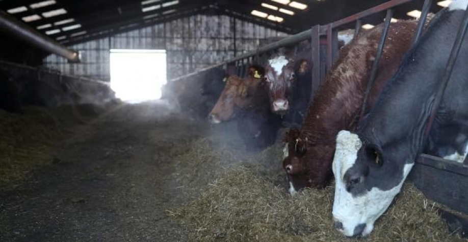 Frigol anuncia fim das operações em unidade goiana e devolução da planta