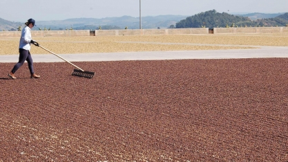 Exportação de café cresce no primeiro trimestre de 2021