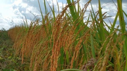 Ciência leva o Tocantins ao terceiro lugar na produção nacional de arroz