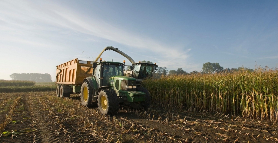 Conselho Internacional de Grão vê queda na safra global de milho 2021/22