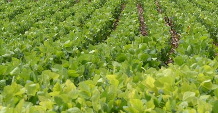 Coalizão faz proposta para elevar em 50% crédito agrícola mais sustentável