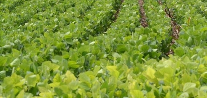 Coalizão faz proposta para elevar em 50% crédito agrícola mais sustentável