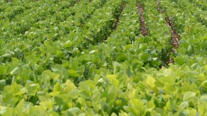 Coalizão faz proposta para elevar em 50% crédito agrícola mais sustentável