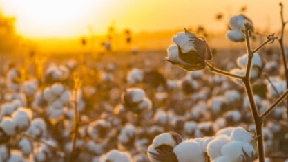 Algodão: USDA estima produção do Brasil em 2,88 mi de t,crescimento de 14%
