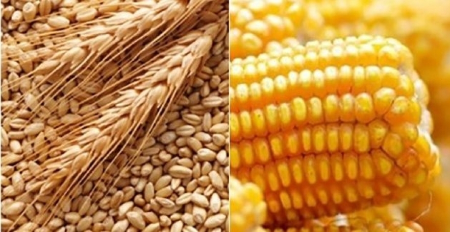 Custo do milho faz País olhar para trigo como substituto na ração animal