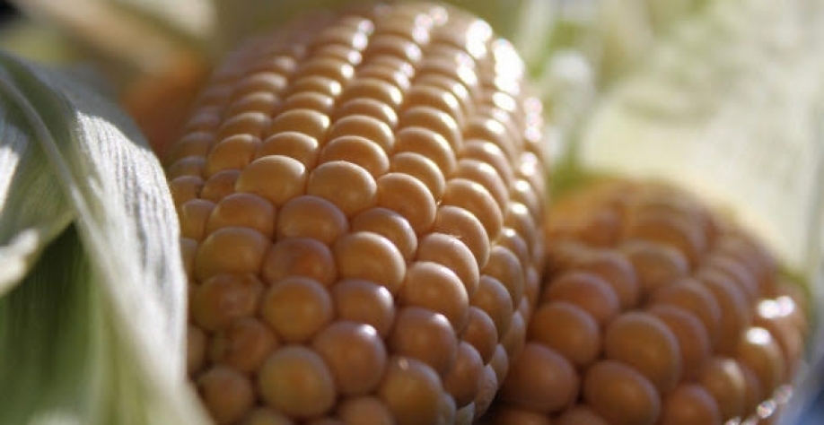  BRF começa a importar milho da Argentina e Paraguai