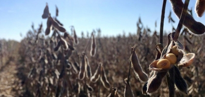 USDA eleva estimativas de safra e exportação de soja do Brasil em 2020/21