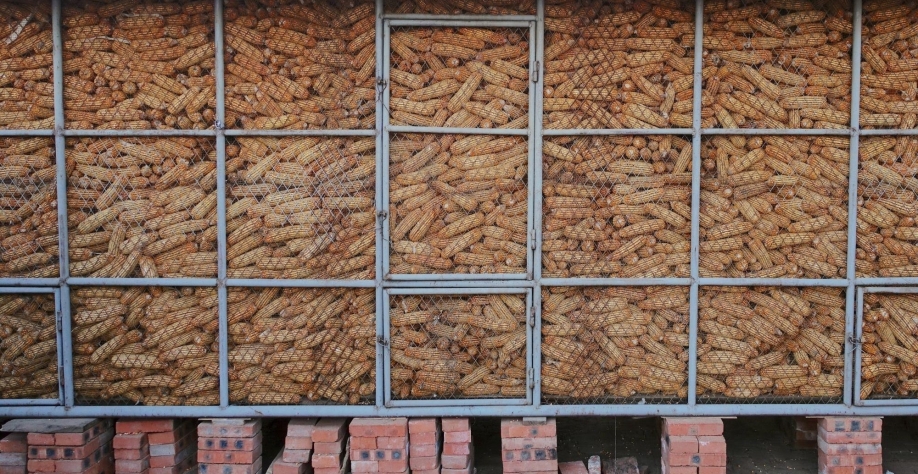 China eleva previsão de importação de milho em 2020/21 a 22 mi de t