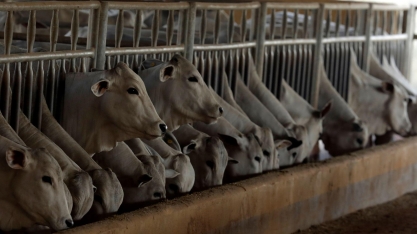 Poder de compra de bezerros atinge pior patamar da história, diz Cepea